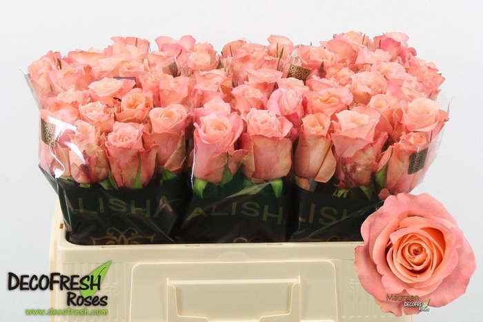 <h4>Rs gr Maureen</h4>