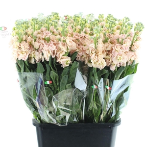 Matth Incana Iron Apricot Extra