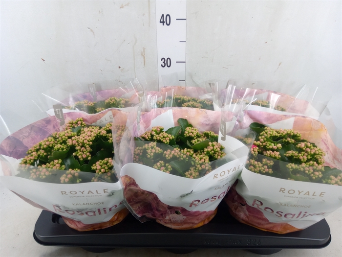 <h4>Kalanchoe blos. 'RosDon Nando'</h4>