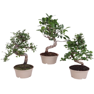 Bonsai Indoor Mix Ø14cm S-Shape in Carbon Free Pot