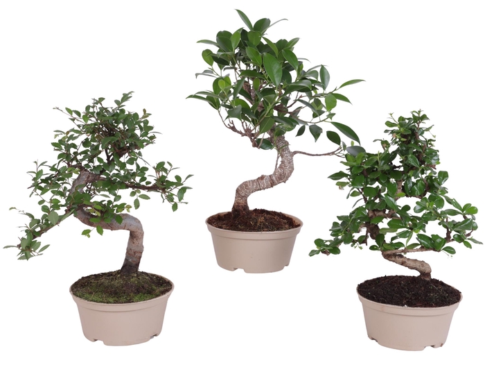 <h4>Bonsai Indoor Mix Ø14cm S-Shape in Carbon Free Pot</h4>
