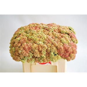 Sedum Spectabile