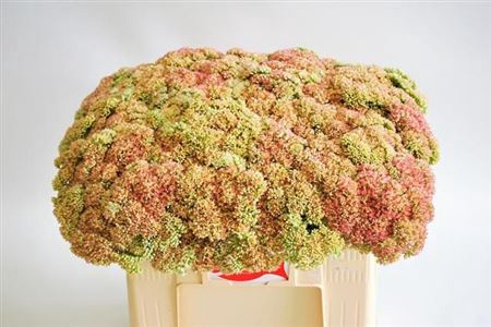 <h4>Sedum Spectabile</h4>