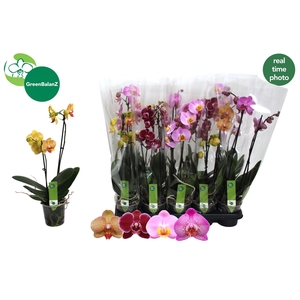 PHAL GEM