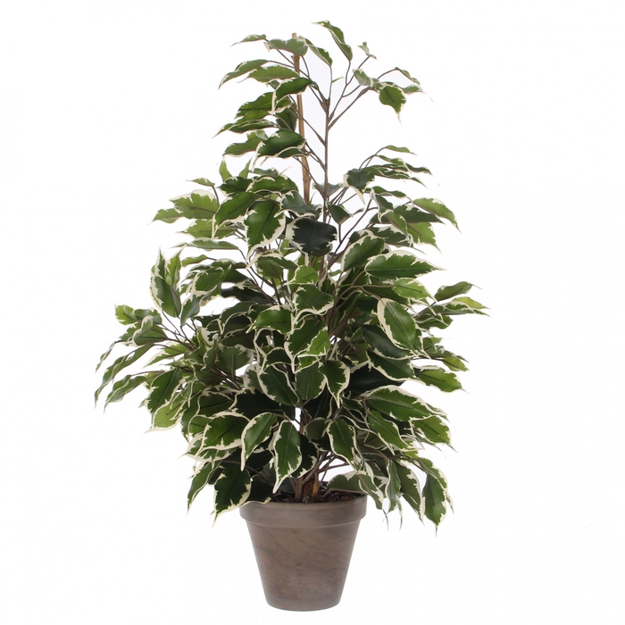Pot Ficus exotica d13/60*65cm