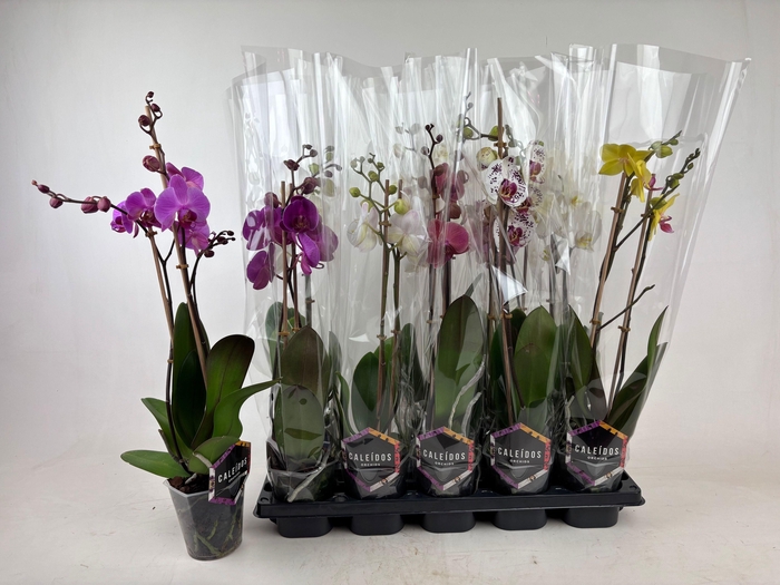 <h4>PHAL GEM 6 KL</h4>