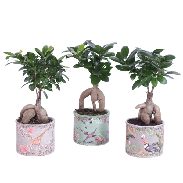 <h4>Ficus m. Ginseng Ball Shape Ø09cm in Ø11cm Ceramic BY561</h4>