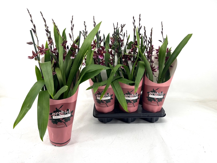 <h4>BUR BARROCCO RED</h4>