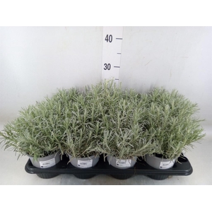 Helichrysum italicum