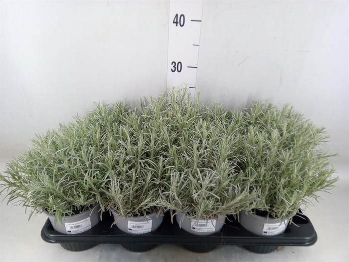 <h4>Helichrysum italicum</h4>
