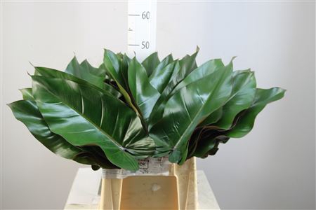 Philodendron Lisa