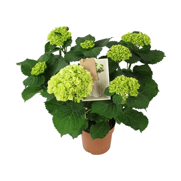 <h4>Hydrangea Hi Ice 9+ Flowers</h4>