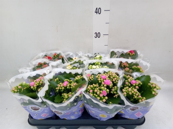 <h4>Kalanchoe blos. ..rosebud mix 5</h4>