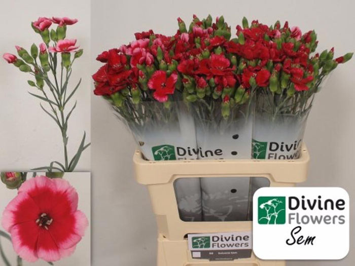 <h4>Di Solomio Sem Divine</h4>