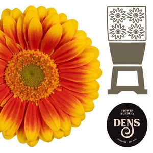 Germini Kristoff Diamond