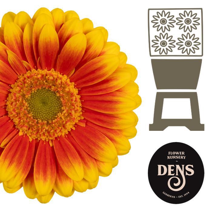 <h4>Germini Kristoff Diamond</h4>