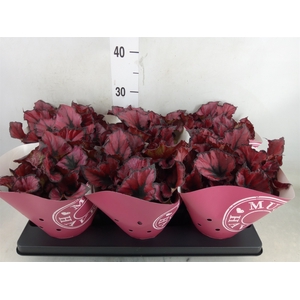 Begonia BD 'Kohala Red'