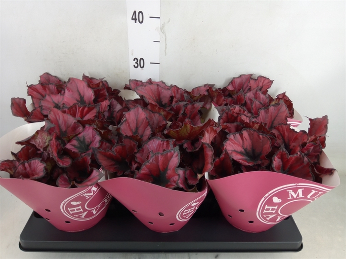 <h4>Begonia BD 'Kohala Red'</h4>