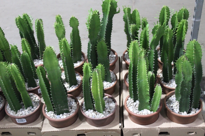 <h4>CACTUS EUPHORBIA MANDACARU P17</h4>