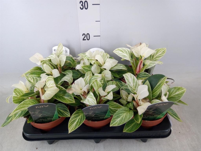 <h4>Philodendron ...</h4>