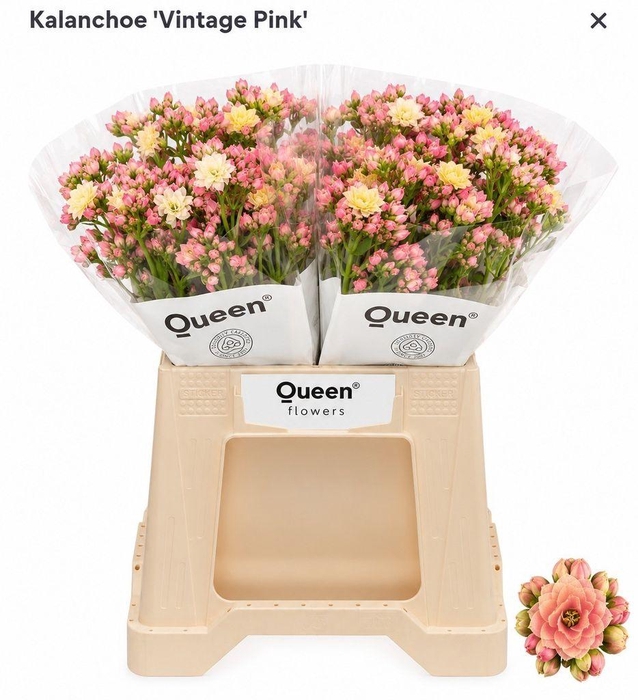<h4>Kalanchoe shocking pink meadow</h4>