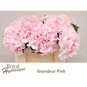 HYDR M ROYAL GRANDEU