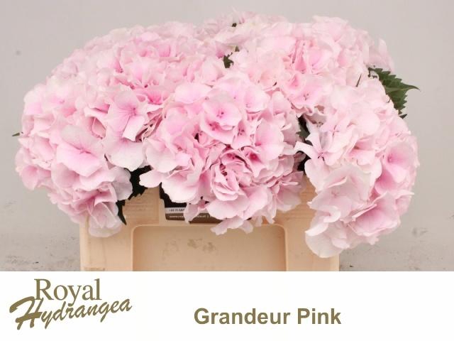 <h4>HYDR M ROYAL GRANDEU</h4>