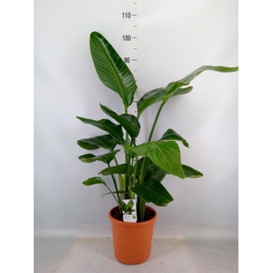 Strelitzia nicolai