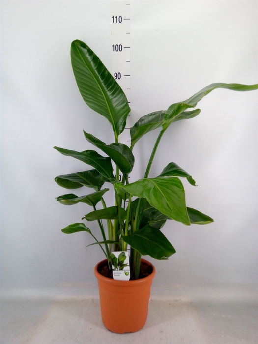 <h4>Strelitzia nicolai</h4>