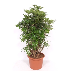 Schefflera arboricola 'Compacta'