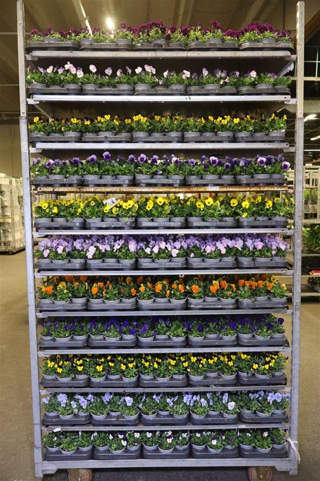 <h4>Vio Co Mixk 1 Kleur Per Tray</h4>