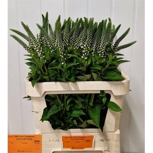 Lysimachia Elisabeth Gebr HC Hoogeveen