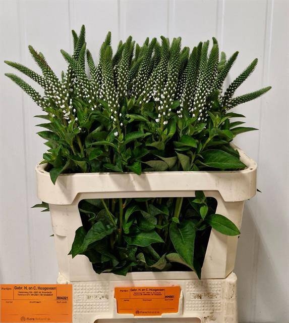 <h4>Lysimachia Elisabeth Gebr HC Hoogeveen</h4>