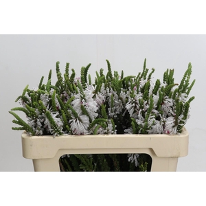 Kaaps Groen Erica Prince of Wales