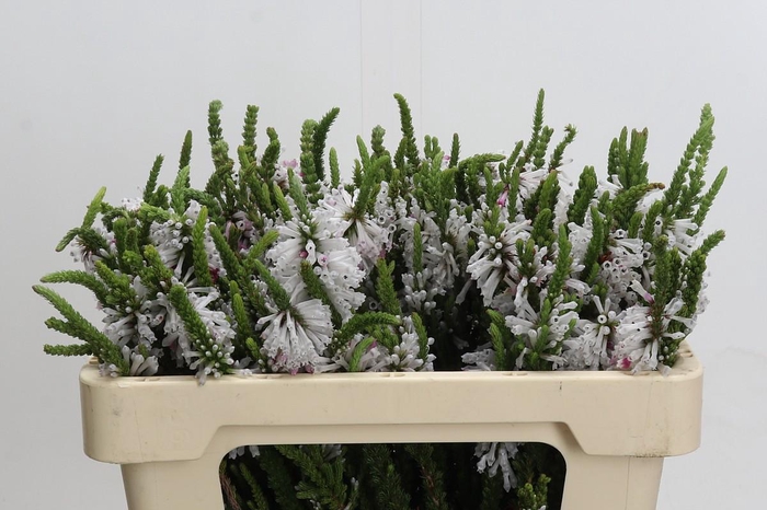 <h4>Kaaps Groen Erica Prince of Wales</h4>