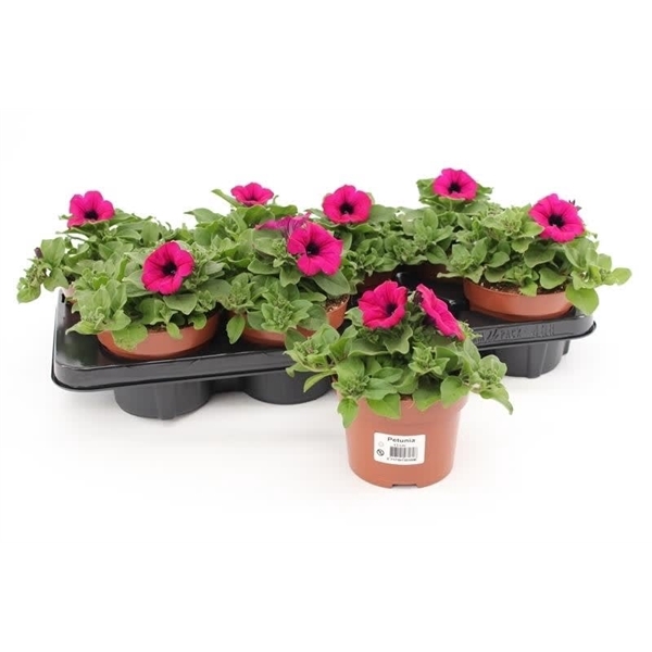 <h4>Petunia Purple</h4>