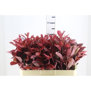 GYPSOPHILA DYNAMIC LOVE 070 CM MIN 250 GRAMAS