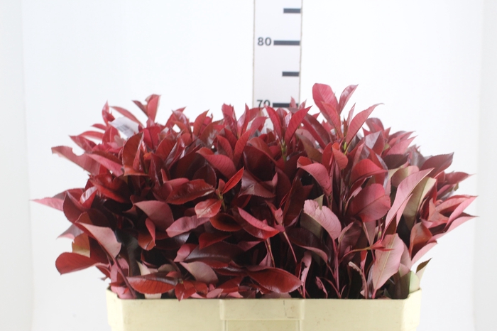 <h4>GYPSOPHILA DYNAMIC LOVE 070 CM MIN 250 GRAMAS</h4>