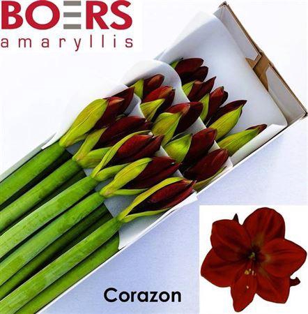 <h4>Hipp Ga Corazon</h4>