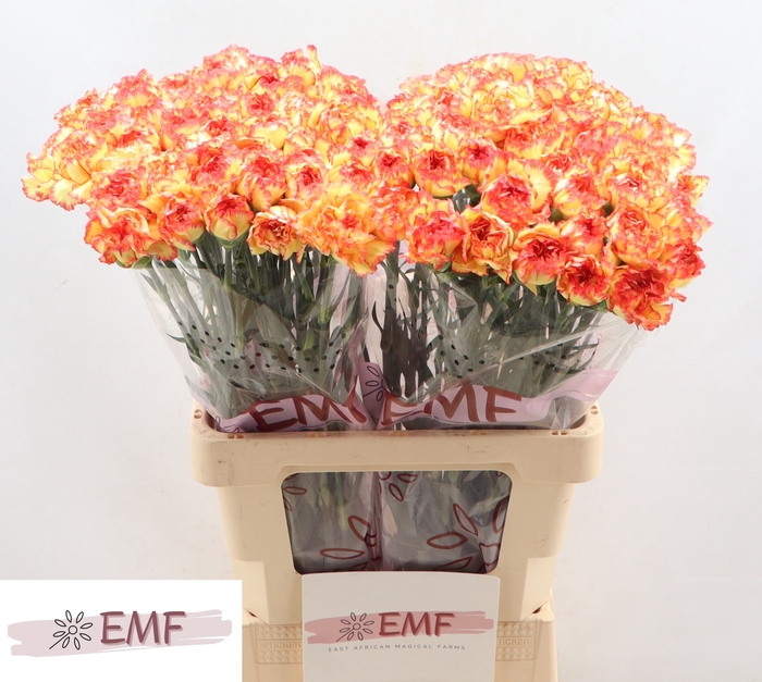 <h4>DI ST DIEGO</h4>