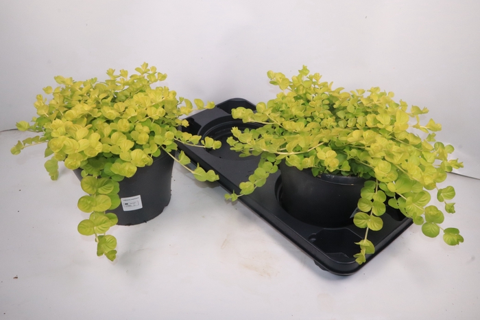 <h4>LYSIM NUMMULARIA</h4>