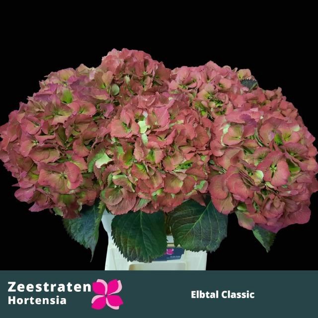 <h4>HYDR M ELBTAL CL</h4>