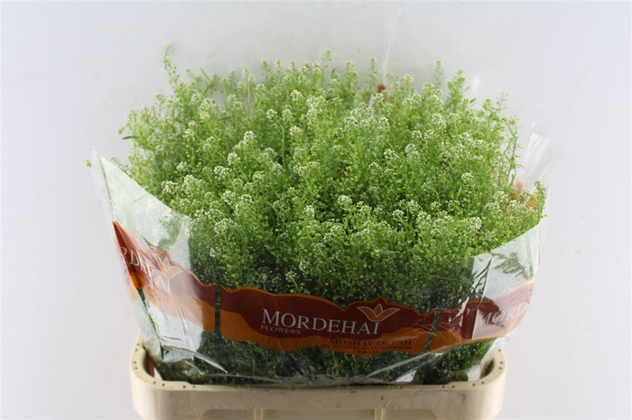 <h4>Thlaspi Green Bell 45 Gram</h4>