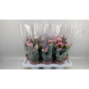 Zantedeschia   ...