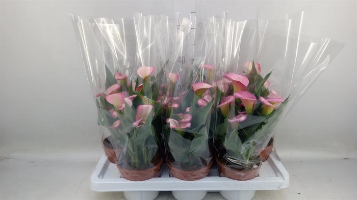 <h4>Zantedeschia   ...</h4>