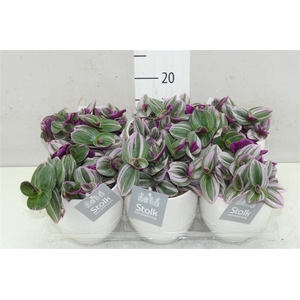 Tradescantia Albiflora 'nanouk' Liv Keramiek