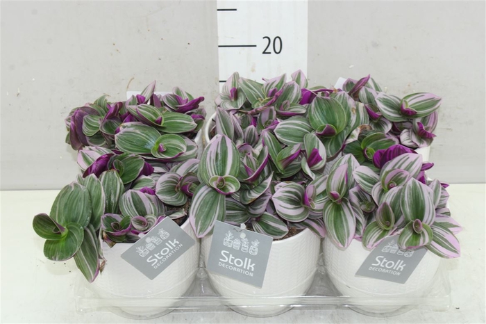 <h4>Tradescantia Albiflora 'nanouk' Liv Keramiek</h4>