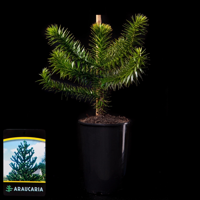 <h4>Araucaria araucana C2</h4>