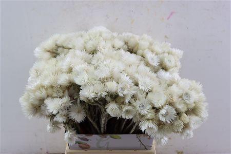 <h4>KAAPS SNOW WHITE P BUNCH*</h4>