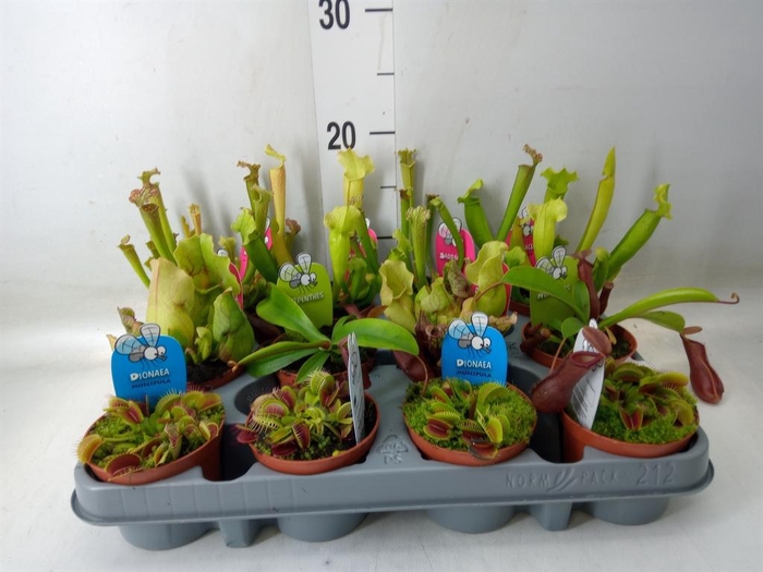 <h4>Vleesetende planten</h4>